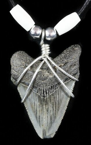 Fossil Angustiden Tooth Necklace - Megalodon Ancestor #47546